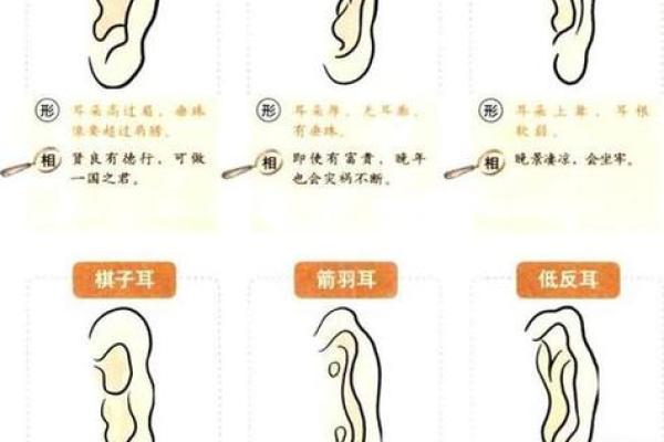 耳朵风水里代表什么 耳朵风水里代表什么
