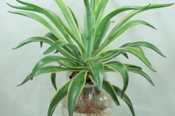 四大镇宅之树 镇宅植物风水 四大镇宅之树 镇宅植物风水