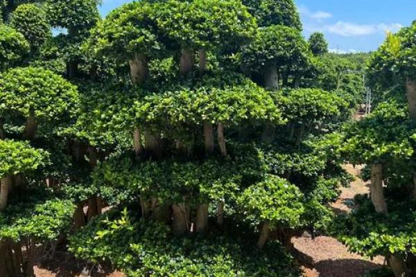 四大镇宅之树 镇宅植物风水 四大镇宅之树 镇宅植物风水