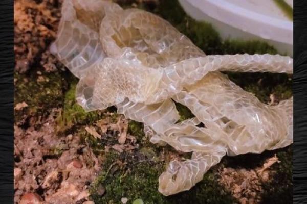 不好的风水_祖坟傍边有蛇脱皮情况