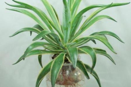 四大镇宅之树 镇宅植物风水