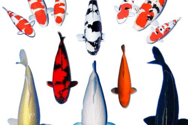 家庭养风水鱼适合哪几种？