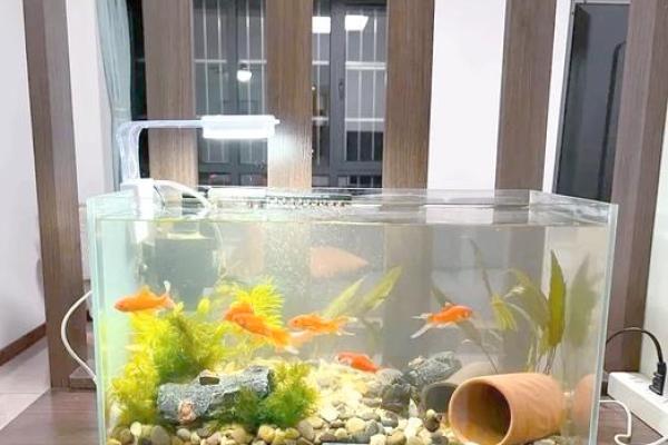 家中摆设风水鱼缸摆放位置财运好