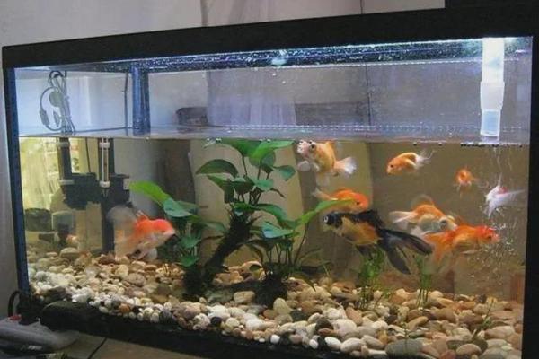 家中摆设风水鱼缸摆放位置财运好