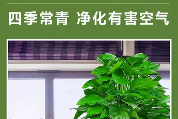 绿萝风水好吗