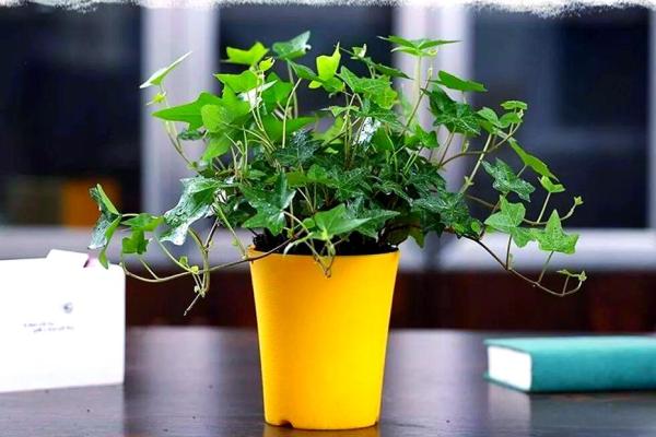 风水选择书房放什么植物好有助于学习氛围