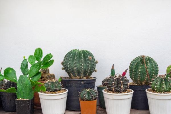 仙人掌的风水作用，仙人掌的风水作用禁忌