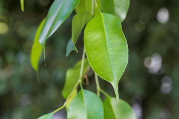 风水的树_大叶榕是吉树还是凶树
