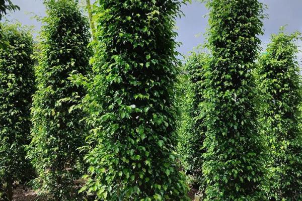 风水的树_大叶榕是吉树还是凶树