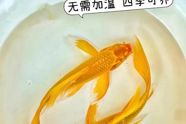 风水金命的人可以养鱼吗可以增加财富吗