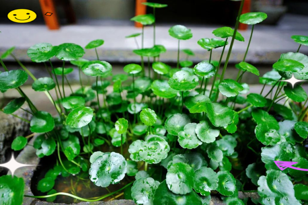 必须知道的风水植物优点有哪些? 必须知道的风水植物优点有哪些?