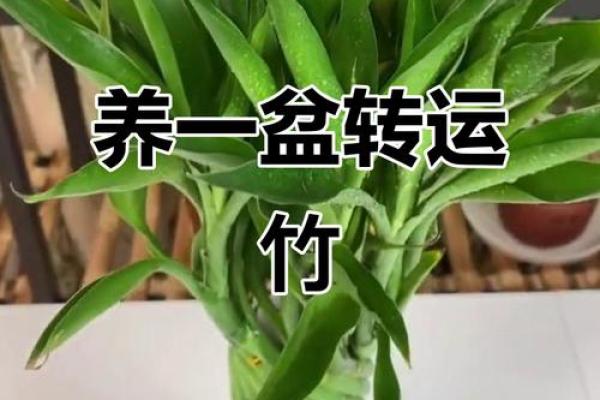风水转运_鸿运竹养几根才更好