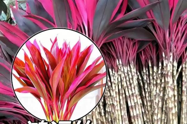 风水转运_鸿运竹养几根才更好