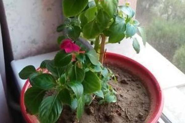 玻璃房子风水植物图片