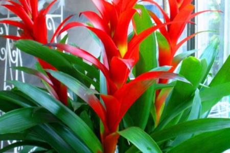 横财风水：财位适宜摆放的花卉