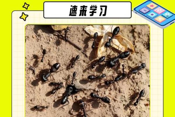 家里有蚂蚁风水上预示什么