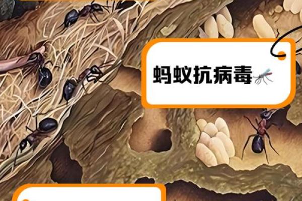 家里有蚂蚁风水上预示什么