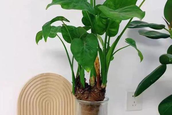 千手观音植物风水