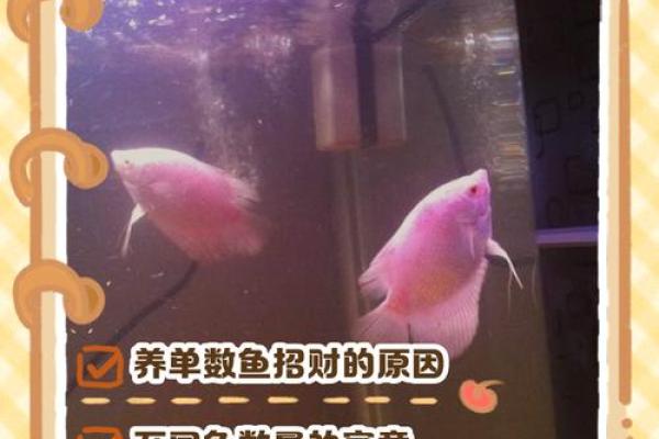 横财风水财位，财位并非要养鱼