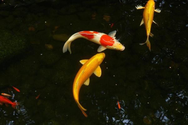 风水颜色_养鱼禁忌的颜色