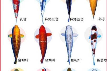 锦鲤风水_锦鲤养13条是什么意思