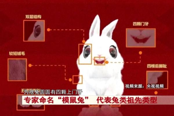 风水吉祥物_兔子吉祥物名字及寓意