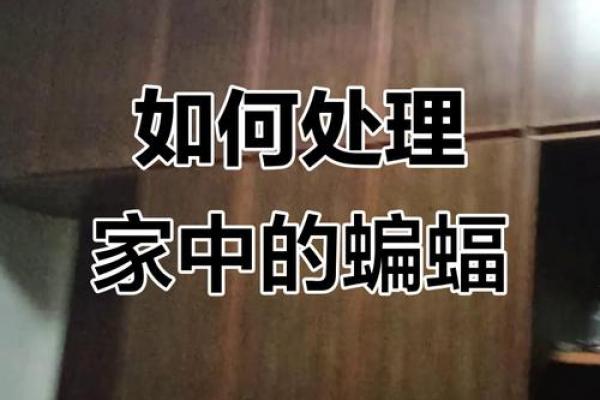 蝙蝠飞进家里好吗风水预示什么老人去世吗