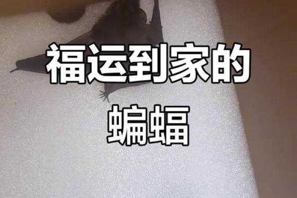 蝙蝠飞进家里好吗风水预示什么老人去世吗