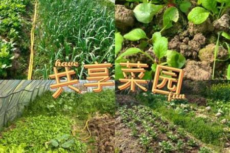 房子周围种菜有风水讲究吗