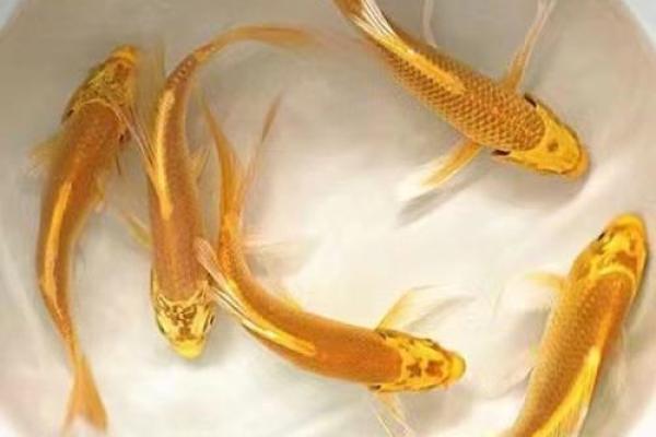 1979年5月初2属羊养几条风水鱼好-