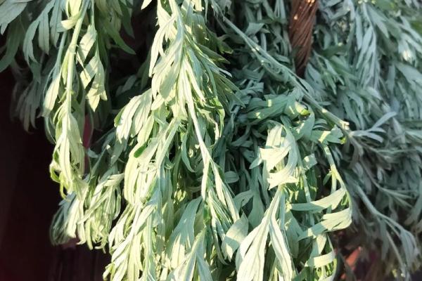 风水习俗端午挂艾草是单还是双解答