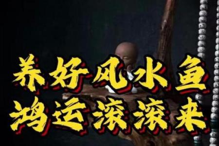 1979年5月初2属羊养几条风水鱼好-