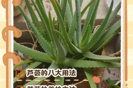 芦荟的风水作用
