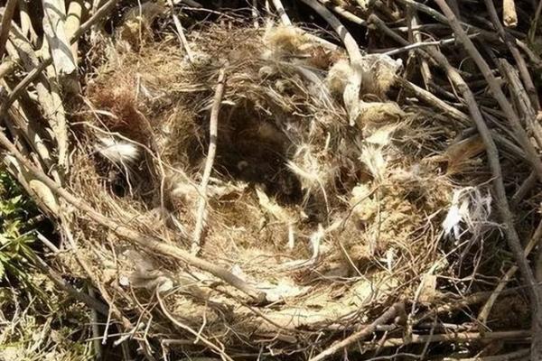 房子屋檐下有鸟窝好吗风水 房子屋檐下有鸟窝好吗风水