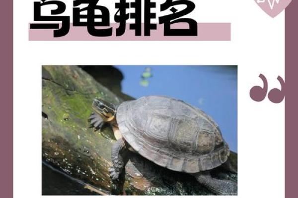 养龟风水_为什么卧室里面不能养乌龟