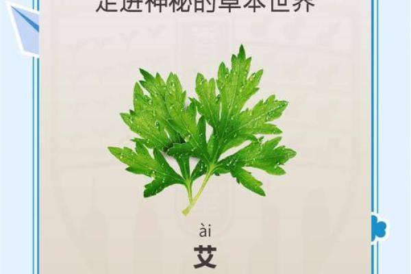 风水解答为什么不应该将艾草作为礼物送给别人 风水解答为什么不应该将艾草作为礼物送给别人
