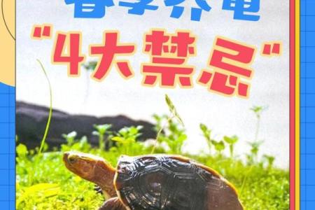 养龟风水_为什么卧室里面不能养乌龟