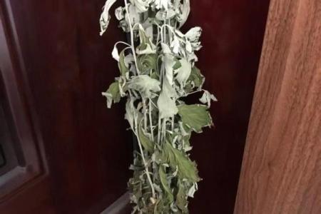 风水解答为什么不应该将艾草作为礼物送给别人