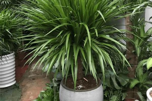 植物风水也有重要作用 推荐几种旺宅的植物 植物风水也有重要作用 推荐几种旺宅的植物