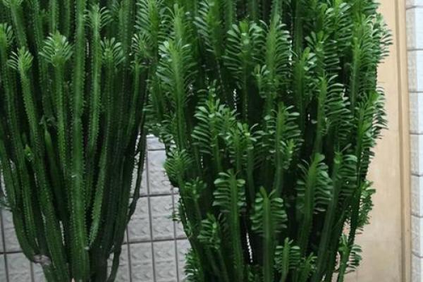 植物风水也有重要作用 推荐几种旺宅的植物 植物风水也有重要作用 推荐几种旺宅的植物