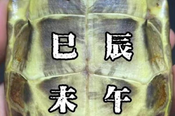 什么龟壳算命比较好
