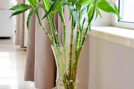 家里装修放什么植物，对风水好