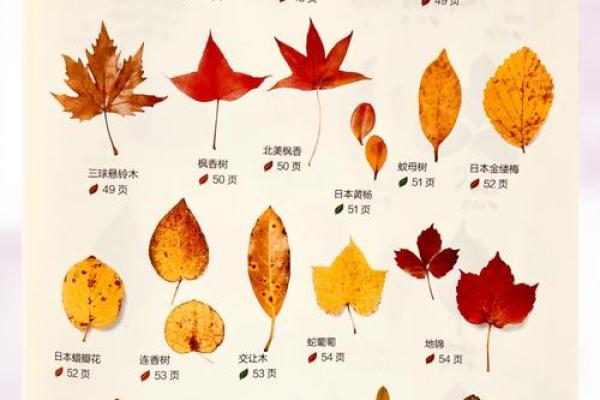 12星座代表的花,秋天的叶子是什么座 12星座代表的花,秋天的叶子是什么座