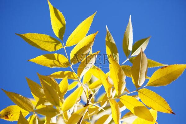 12星座代表的花,秋天的叶子是什么座 12星座代表的花,秋天的叶子是什么座