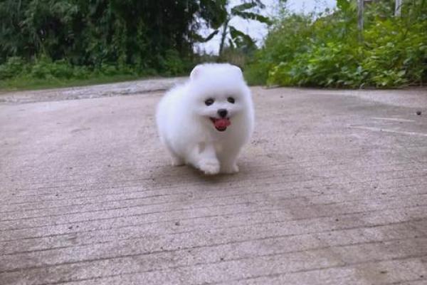 十二星座儿童最适合养什么茶杯犬呢 十二星座儿童最适合养什么茶杯犬呢