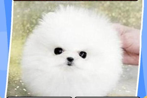 十二星座儿童最适合养什么茶杯犬呢 十二星座儿童最适合养什么茶杯犬呢