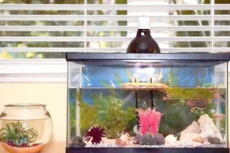 养鱼风水摆放位置的禁忌有哪些呢