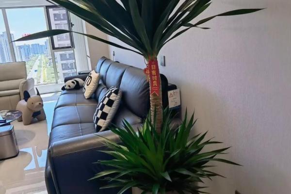 龙血树的寓意与风水作用