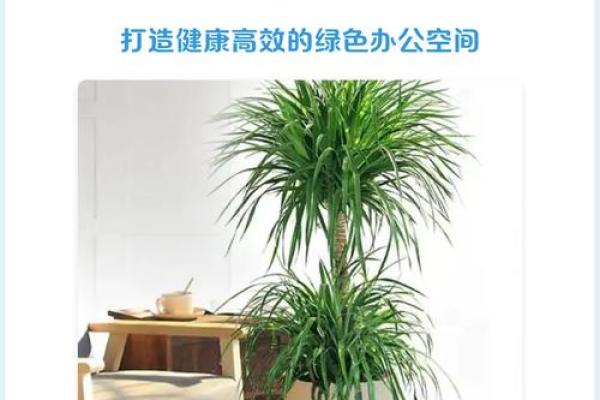 龙血树的寓意与风水作用