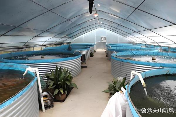 仓房养鱼风水好吗